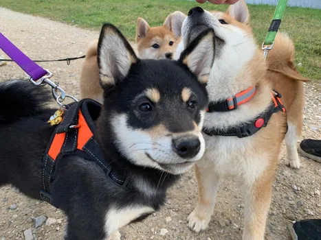 Copyright : Cencen Veronika